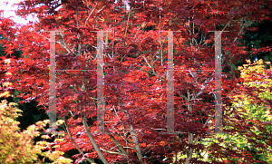 Picture of Acer palmatum (Matsumurae Group) 'Oshu shidare (O siu shidare)'