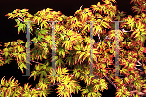 Picture of Acer palmatum 'Oto hime'