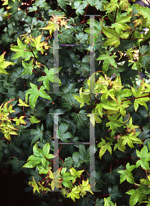 Picture of Acer palmatum 'Oto hime'