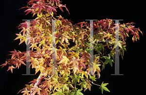 Picture of Acer palmatum 'Oto hime'