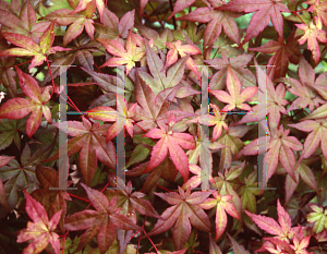 Picture of Acer palmatum 'Otome zakura'