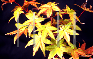 Picture of Acer palmatum 'Otome zakura'