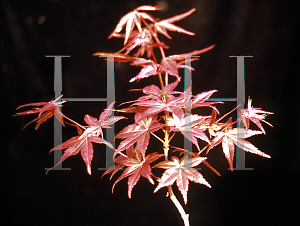 Picture of Acer palmatum 'Otome zakura'