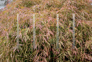 Picture of Acer palmatum (Dissectum Group) 'Otto's Dissectum'