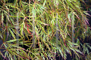 Picture of Acer palmatum (Dissectum Group) 'Otto's Dissectum'