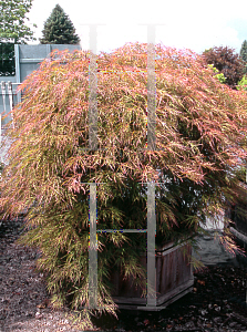 Picture of Acer palmatum (Dissectum Group) 'Otto's Dissectum'