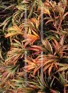 Picture of Acer palmatum (Dissectum Group) 'Washi-no-o (Palmatifidum)'