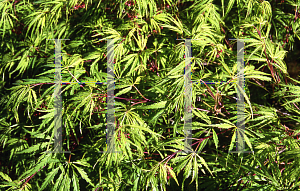 Picture of Acer palmatum (Dissectum Group) 'Washi-no-o (Palmatifidum)'