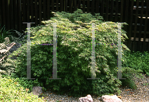 Picture of Acer palmatum (Dissectum Group) 'Washi-no-o (Palmatifidum)'