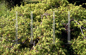 Picture of Acer palmatum (Dissectum Group) 'Washi-no-o (Palmatifidum)'