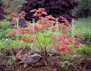 Picture of Acer palmatum 'Peaches and Cream'