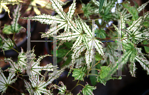 Picture of Acer palmatum 'Peaches and Cream'