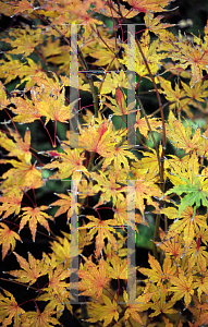 Picture of Acer palmatum 'Peaches and Cream'