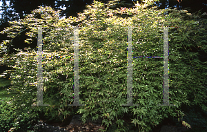 Picture of Acer palmatum 'Peaches and Cream'