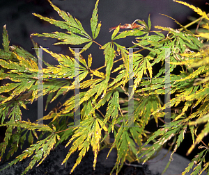 Picture of Acer palmatum (Dissectum Group) 'Peggy'