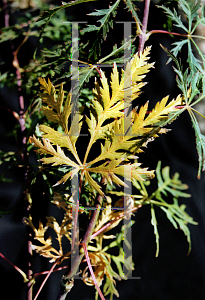 Picture of Acer palmatum (Dissectum Group) 'Pendulum Angustifolium'