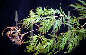 Picture of Acer palmatum (Dissectum Group) 'Pendulum Angustifolium'