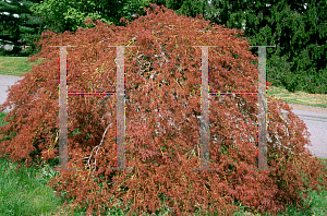 Picture of Acer palmatum (Dissectum Group) 'Pendulum Julian'