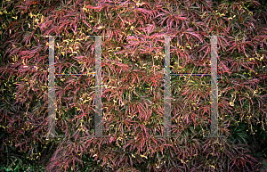 Picture of Acer palmatum (Dissectum Group) 'Pendulum Julian'