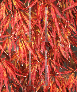 Picture of Acer palmatum (Dissectum Group) 'Pendulum Julian'