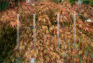 Picture of Acer palmatum (Dissectum Group) 'Pendulum Julian'