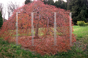 Picture of Acer palmatum (Dissectum Group) 'Pendulum Julian'