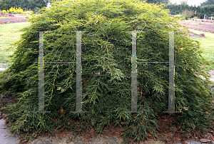 Picture of Acer palmatum (Dissectum Group) 'Pendulum Julian'
