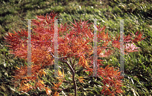 Picture of Acer palmatum (Dissectum Group) 'Pendulum Julian'