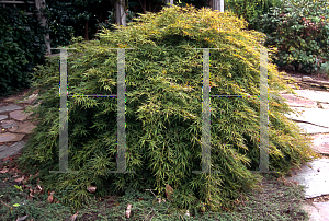 Picture of Acer palmatum (Dissectum Group) 'Pendulum Julian'