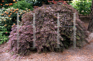 Picture of Acer palmatum (Dissectum Group) 'Pendulum Julian'