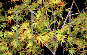 Picture of Acer palmatum (Dissectum Group) 'Pink Lace'
