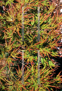 Picture of Acer palmatum (Dissectum Group) 'Pink Lace'