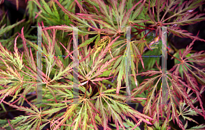 Picture of Acer palmatum (Dissectum Group) 'Pink Lace'