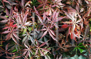 Picture of Acer palmatum (Matsumurae Group) 'Pixie'