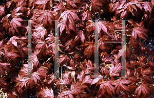 Picture of Acer palmatum (Matsumurae Group) 'Pixie'