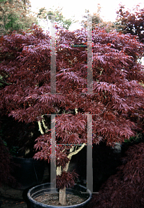Picture of Acer palmatum (Matsumurae Group) 'Pixie'