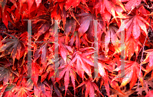 Picture of Acer palmatum (Matsumurae Group) 'Pixie'