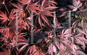 Picture of Acer palmatum (Matsumurae Group) 'Pixie'