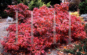 Picture of Acer palmatum (Matsumurae Group) 'Pixie'