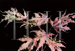 Picture of Acer palmatum (Matsumurae Group) 'Purple Ghost'