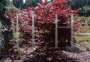 Picture of Acer palmatum (Matsumurae Group) 'Purple Ghost'