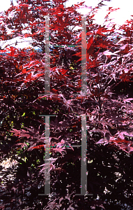 Picture of Acer palmatum (Matsumurae Group) 'Purple Ghost'