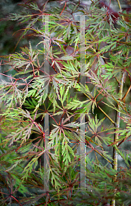 Picture of Acer palmatum (Dissectum Group) 'Raraflora'