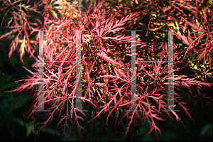 Picture of Acer palmatum (Dissectum Group) 'Raraflora'