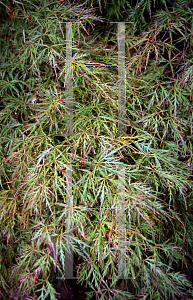 Picture of Acer palmatum (Dissectum Group) 'Raraflora'