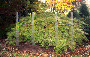 Picture of Acer palmatum (Dissectum Group) 'Raraflora'