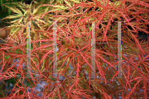 Picture of Acer palmatum (Dissectum Group) 'Raraflora'
