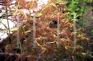 Picture of Acer palmatum (Dissectum Group) 'Raraflora'