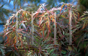 Picture of Acer palmatum (Dissectum Group) 'Raraflora'