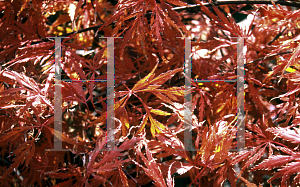 Picture of Acer palmatum (Dissectum Group) 'Red Autumn Lace'